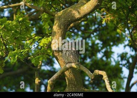 Kleine Eule, Athene noctua, in Eiche, Norfolk, Mai. Stockfoto