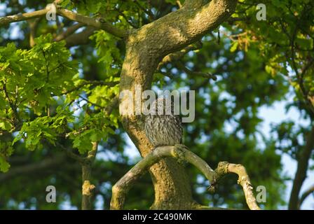 Kleine Eule, Athene noctua, in Eiche, Norfolk, Mai. Stockfoto