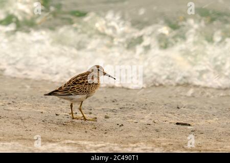 Brustpeister, Calidris melanotos, Covenham Reservoir, Lincolnshire Stockfoto