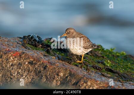 Purple Sandpiper, Calidris maritima, auf Algen bedeckten Felsen thront, Suffolk, Winter, Dezember Stockfoto