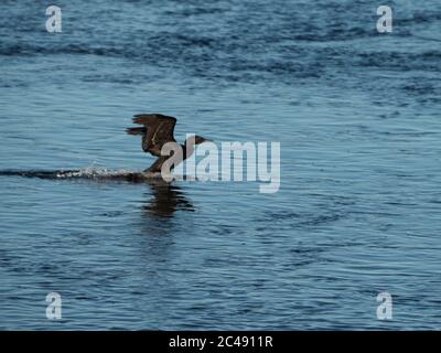 Ein schwarz-glänzender, gefiederter, kleiner schwarzer Kormoran, der aus dem dunkelblauen, gewellten Meerwasser abhebt und die Flügel nach oben hebt Stockfoto