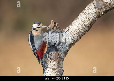 Großer Buntspecht männliche Hämmer Baumstamm (Dendrocopos major) Stockfoto