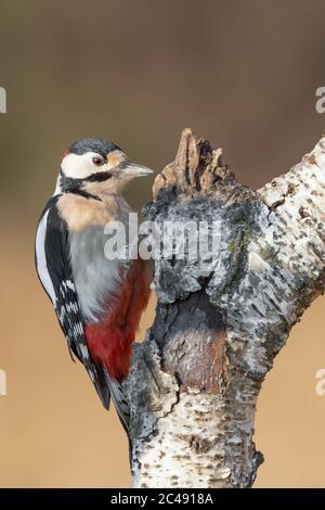 Großer Buntspecht männliche Hämmer Baumstamm (Dendrocopos major) Stockfoto