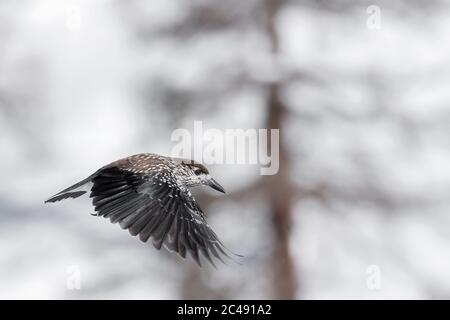 Der gefleckte Nussknacker im Flug (Nucifraga caryocatactes) Stockfoto