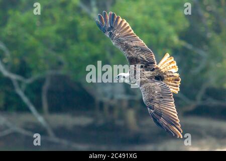 Östlicher Fischadler (Pandion haliaetus) im Flug. Kingscliff, NSW, Australien. Stockfoto