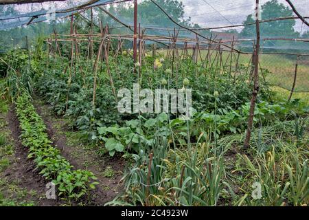 Teil eines ländlichen Gartens mit frühem Gemüse unter einem Schutznetz. Netzwerkschutz vor direkter Sonneneinstrahlung sowie vor Witterungseinflüssen. Stockfoto