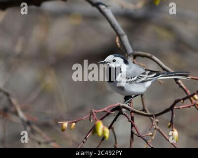 Weiße Bachstelze (Motacilla alba), die auf einem Ast steht. Moskau, Russland. Stockfoto