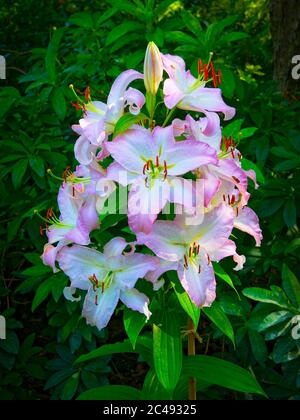 Gruppe von rosa und weißen orientalischen Lilien in voller Blüte, gekrönt mit einer Knospe, gegen dunkelgrüne Blätter gesetzt. Stockfoto