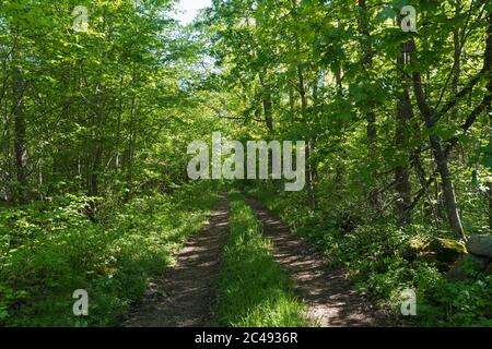 Landstraße direkt in das üppige Grün in einem Laubwald im Sommer Stockfoto