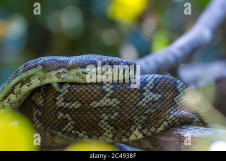 Coastal Carpet Python (Morelia spilota mcdowelli). Pottsville, NSW, Australien Stockfoto