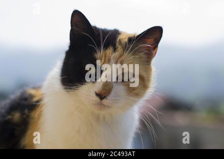 Nahaufnahme einer Katze mit einem halb schwarzen Gesicht darunter Das Sonnenlicht mit einem verschwommenen Hintergrund Stockfoto