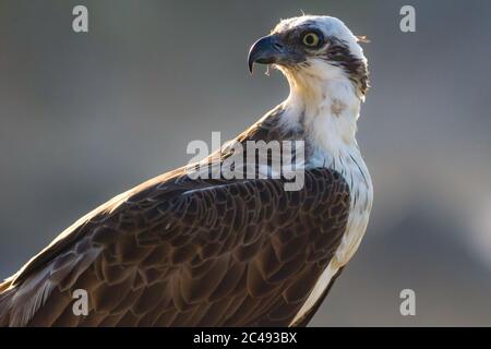 Ostadler (Pandion cristatus). Hastings Point, NSW, Australien. Stockfoto