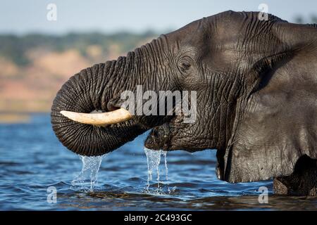 Nahaufnahme Porträt von Elefanten Kopf Trinkwasser in goldenem Nachmittagslicht in Chobe River Botswana Stockfoto