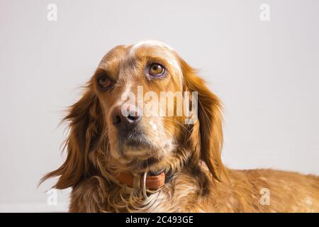 Nahaufnahme eines braunen englischen Cockerspaniels unter dem Lichter auf grauem Hintergrund isoliert Stockfoto