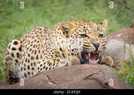 Ein erwachsener Leopard, der Aggression zeigt, indem er an einem großen Felsbrocken im Kruger Park Südafrika knarert und hockert Stockfoto