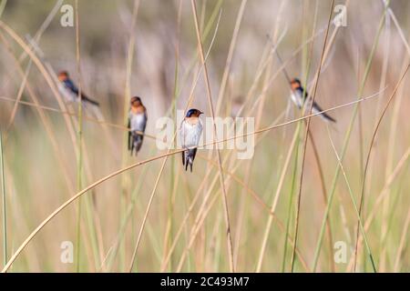 Schar willkommener Schwalben (Hirundo neoxena) auf Schilf. Cudgen Lake, NSW, Australien Stockfoto