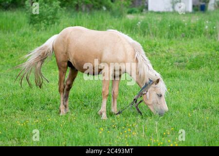 Goldenes Pferd grast auf einem Feld auf grünem Gras. Hochwertige Fotos Stockfoto