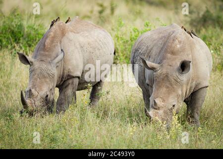 Zwei große Erwachsene weiße Nashorn, die Gras mit rot-abgerundem Ochsenpecker essen, sitzen auf dem Rücken im Kruger Park Südafrika Stockfoto