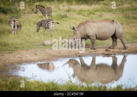 Ein Erwachsener Nashorn, der am Wasser mit drei Zebras grast, in der Nähe im Kruger Park Südafrika Stockfoto