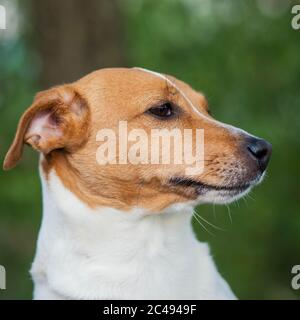 Porträt eines kleinen Hundes der Rasse Jack Russell Terrier mit weißen und braunen Flecken Stockfoto