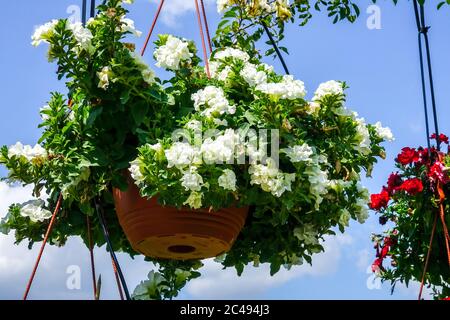 Weiß Petunia Petunias Surfinia Surfinias Million Glocken Hängekörbe Topf Töpfe Blumentopf Blumentöpfe Pflanzen Blumen Blumen Blühend Stockfoto