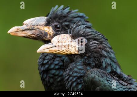 Rohrschnabel - Bycanistes Fistulator, kleiner schwarzer Hornbill aus den Wäldern und Wäldern Zentral- und Westafrikas, Senegal. Stockfoto