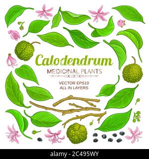 calodendrum-Elemente-Set Stock Vektor