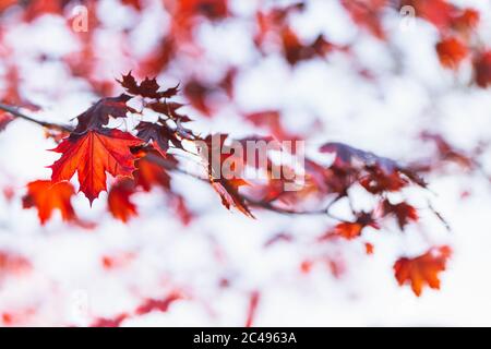 Schöne Zweige eines Norwegenahorns (Crimson King, Goldsworth Purple) mit roten Blättern im Sonnenlicht. Selektiver Fokus. Stockfoto