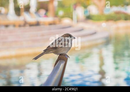 Ein Sperling sitzt auf der Rückseite eines Sessels gegenüber dem verschwommenen Pool Stockfoto