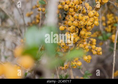 Nahaufnahme der gelben Beeren, die auf einem Baum wachsen Stockfoto