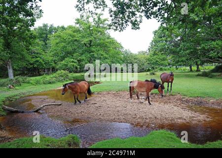 New Forest Highland Wasserlauf und Ponys Stockfoto