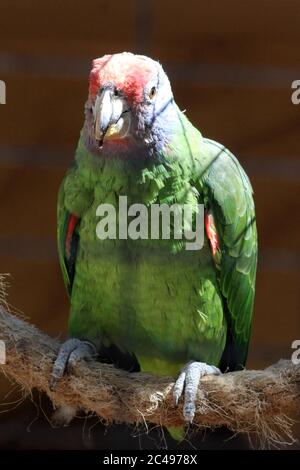 Rotschwanzamazone Stockfoto