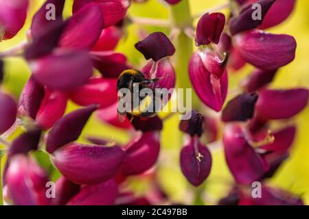 Biene schwebt in voller Blüte um Blütenblätter einer violetten Lupine (Lupinen). Makroaufnahme mit grünem Bokeh-Hintergrund Stockfoto