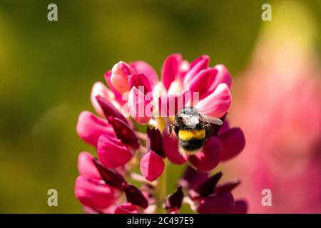 Biene schwebt in voller Blüte um Blütenblätter einer violetten Lupine (Lupinen). Makroaufnahme mit grünem Bokeh-Hintergrund Stockfoto