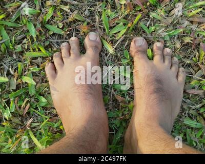 Nahaufnahme der Füße eines Männchens auf dem Gras Stockfoto