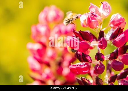 Biene schwebt in voller Blüte um Blütenblätter einer violetten Lupine (Lupinen). Makroaufnahme mit grünem Bokeh-Hintergrund Stockfoto