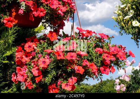 Petunien hängender Korb Petunia Surfinia in Töpfen Rote Blumen Stockfoto