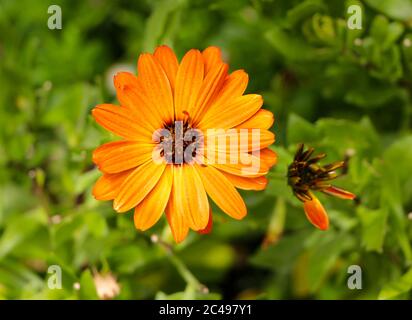 Nahaufnahme einer Pot Ringelblume Calendula officinalis Blume Stockfoto