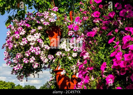 Petunia Hängekorb Petunias Surfinia Stockfoto