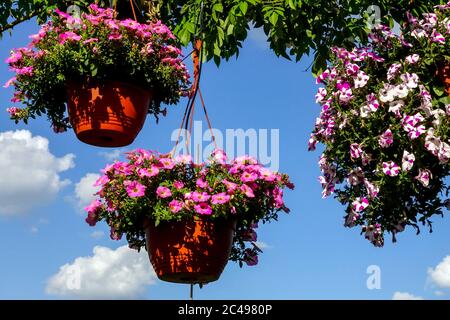 Hängender Korb mit rosa Petunia, Topf mit Petunias Surfinia-Töpfen Stockfoto