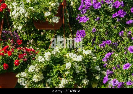 Bunte Petunien hängende Blumen Petunia Surfinia blüht Stockfoto