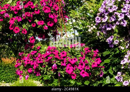 Bunte Petunien hängende Blumen Petunia Surfinia Blüte Stockfoto