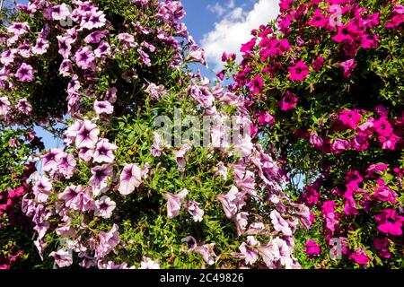 Bunte Petunien hängende Petunien Petunia Surfinia in Blütenfarbe Kombination Stockfoto