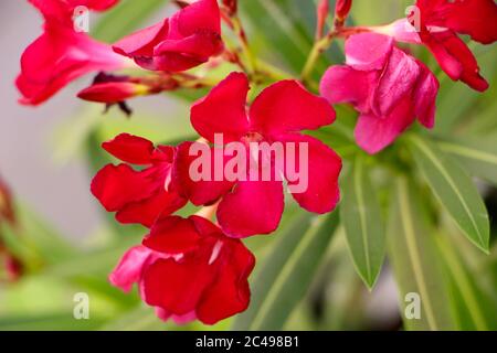 Rote Nerium Oleander oder Rose Bay Blumen aus nächster Nähe Stockfoto