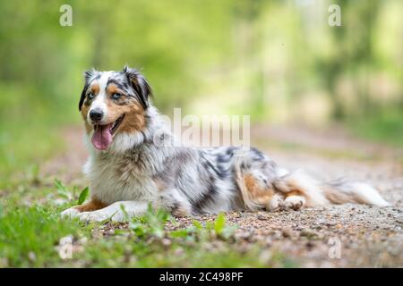 Australian Shepherd Wandern auf dem Weg durch Wald an der deutschen Grenze eine Pause Stockfoto