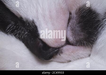 Schlafende Schönheit eine Katze Schnauze Nahaufnahme Bild Stockfoto