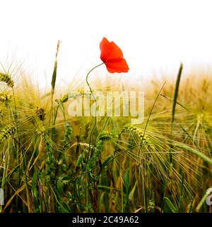 Mohn im Weizenfeld, Puy de Dome, Auvergne-Rhone-Alpes, Frankreich Stockfoto