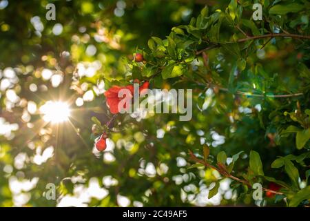 Selektiver Fokus Schuss von Granatapfel Baum Blumen Stockfoto