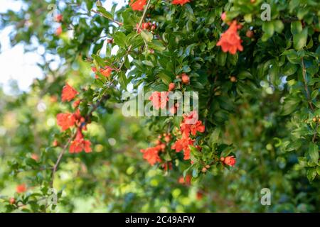 Selektiver Fokus Schuss von Granatapfel Baum Blumen Stockfoto