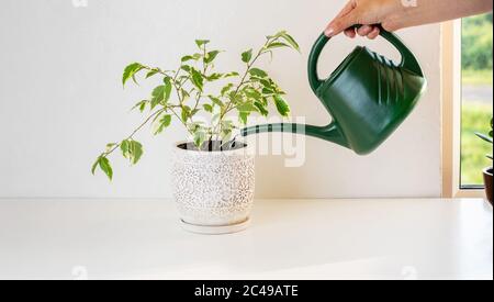 Ficus benjamin. Frau Gießen Ficus mit einer Gießkanne. Das Konzept der Heimgarnarbeit. Stockfoto
